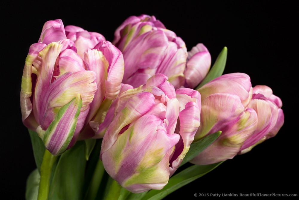 Lavender Parrot Tulips © 2015 Patty Hankins