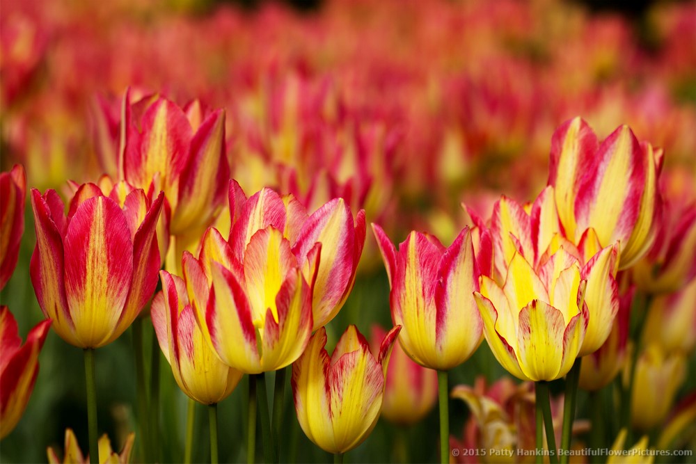 Pink & Yellow Tulips © 2015 Patty Hankins 