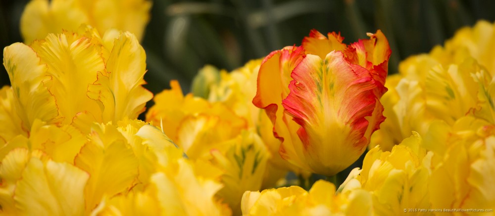 Texas Gold Parrot Tulips ©2015 Patty Hankins