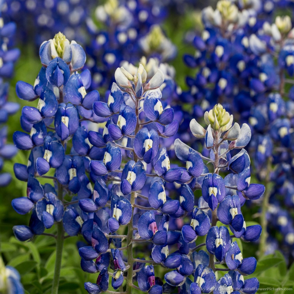 Texas Bluebonnets © 2015 Patty Hankins