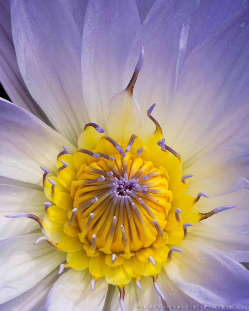 Bob Trickett Water Lily © 2015 Patty Hankins