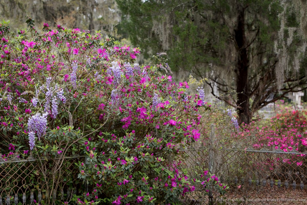 Wisteria & Azaleas © 2015 Patty Hankins