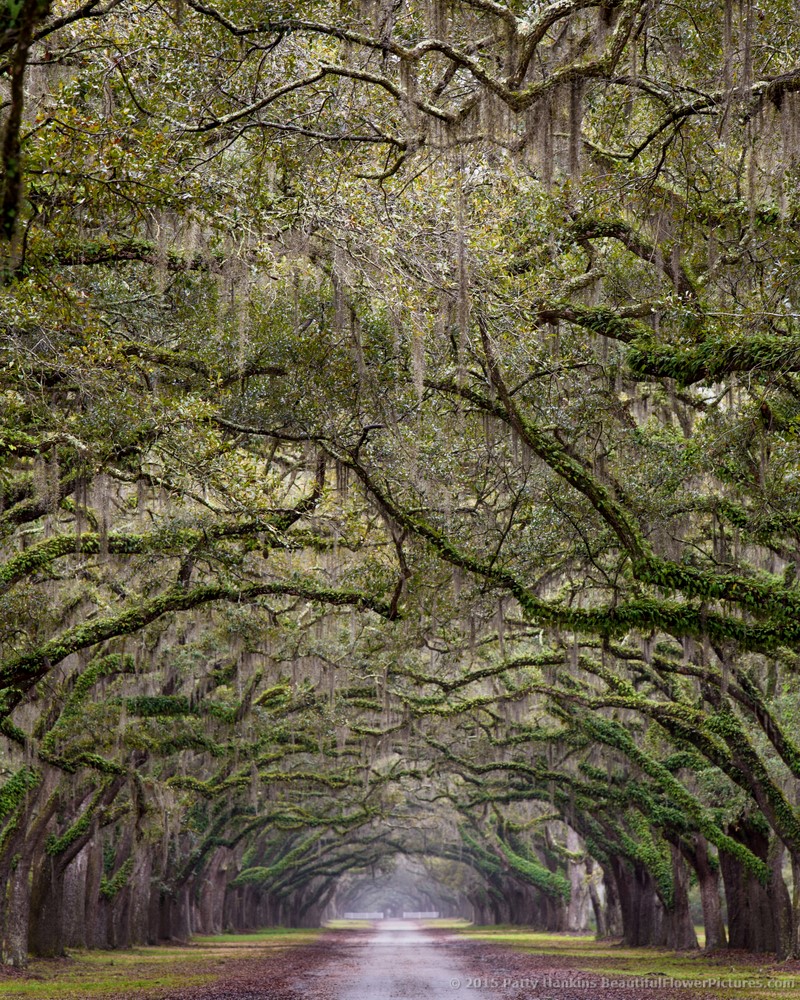 Live Oak Alley © 2015 Patty Hankins