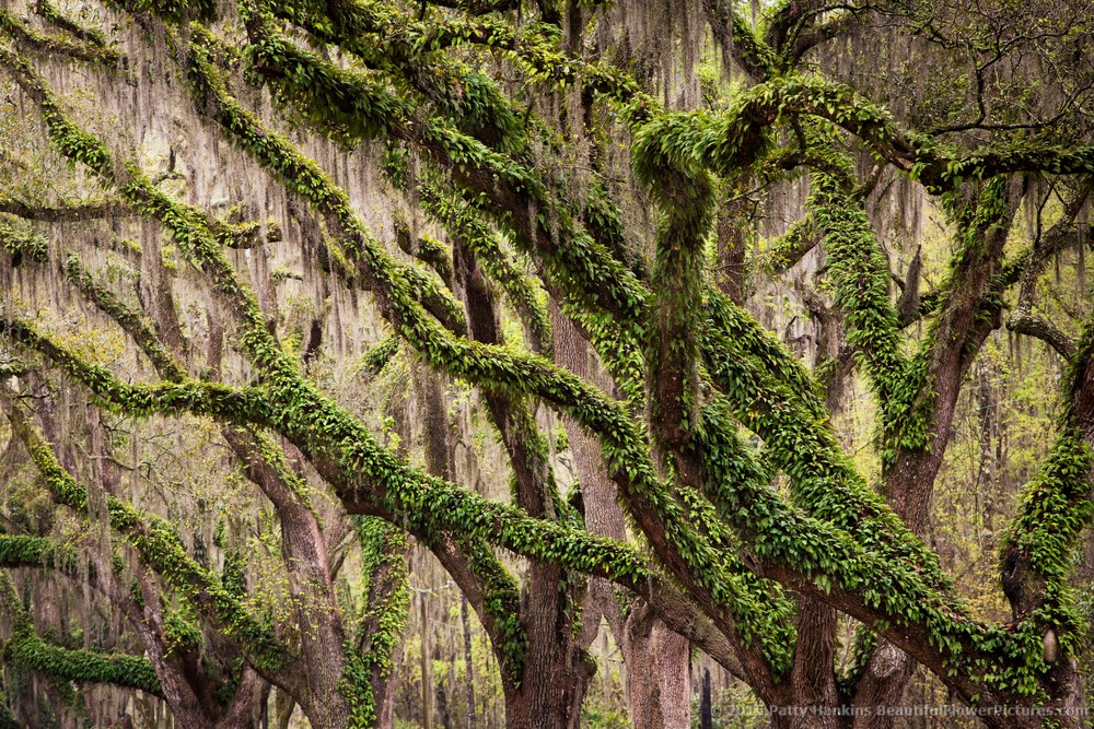 Live Oaks with Spanish Moss © 2015 Patty Hankins