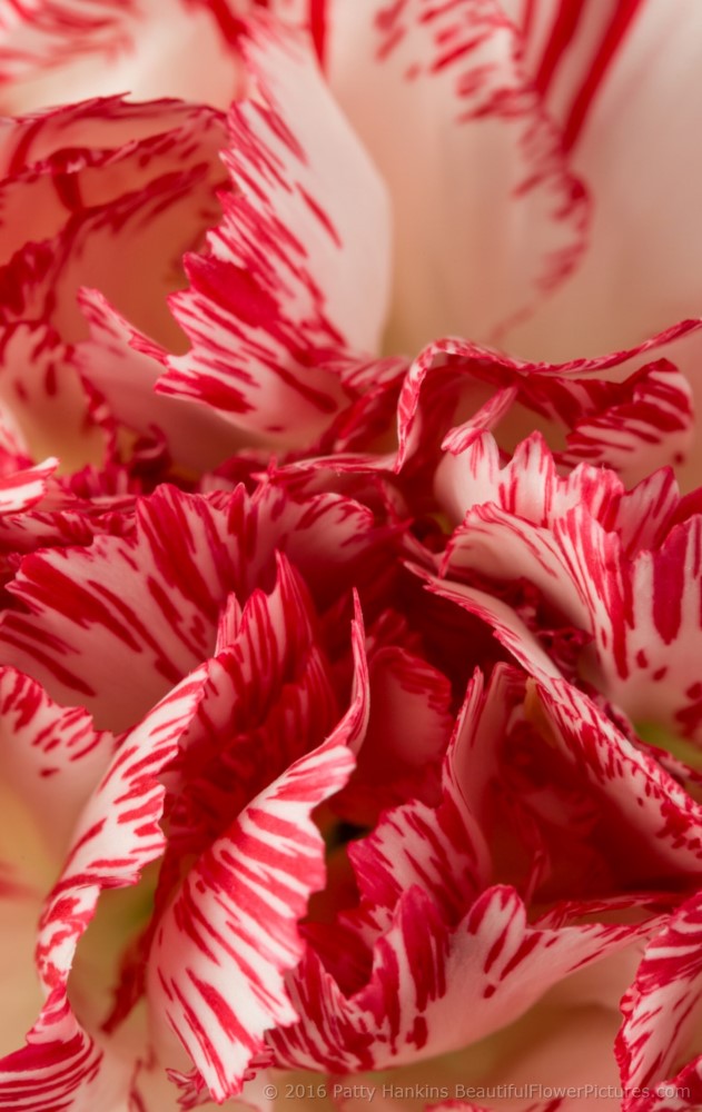 Peppermint Carnations © 2016 Patty Hankins