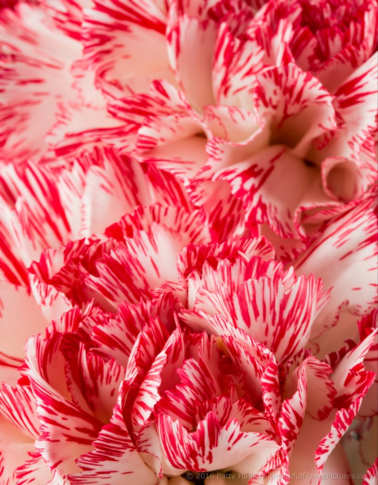 Peppermint Carnations © 2016 Patty Hankins