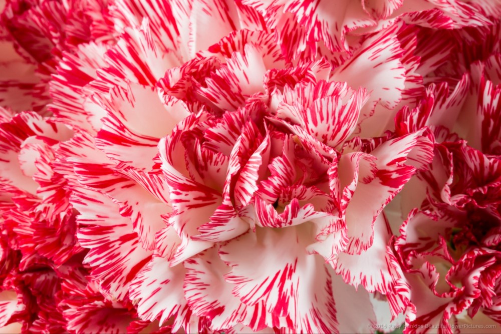 Peppermint Carnations © 2016 Patty Hankins