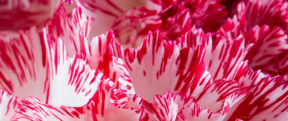 Peppermint Carnations © 2016 Patty Hankins