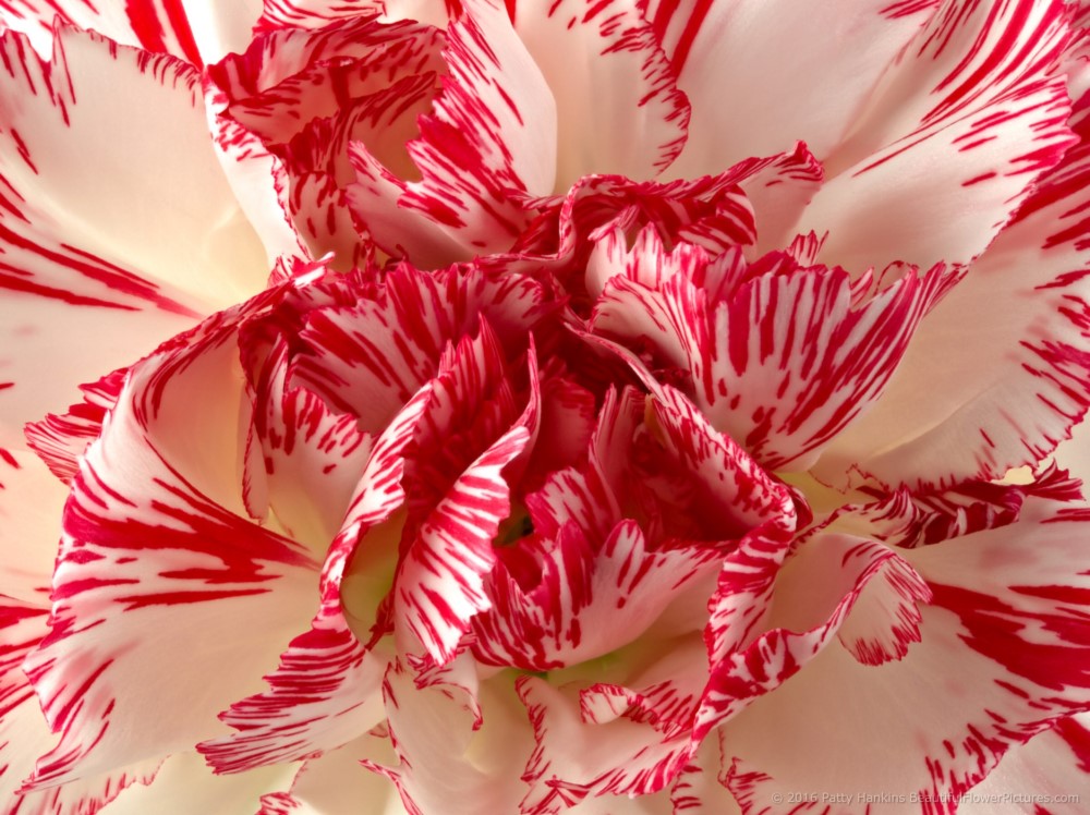 Peppermint Carnations © 2016 Patty Hankins