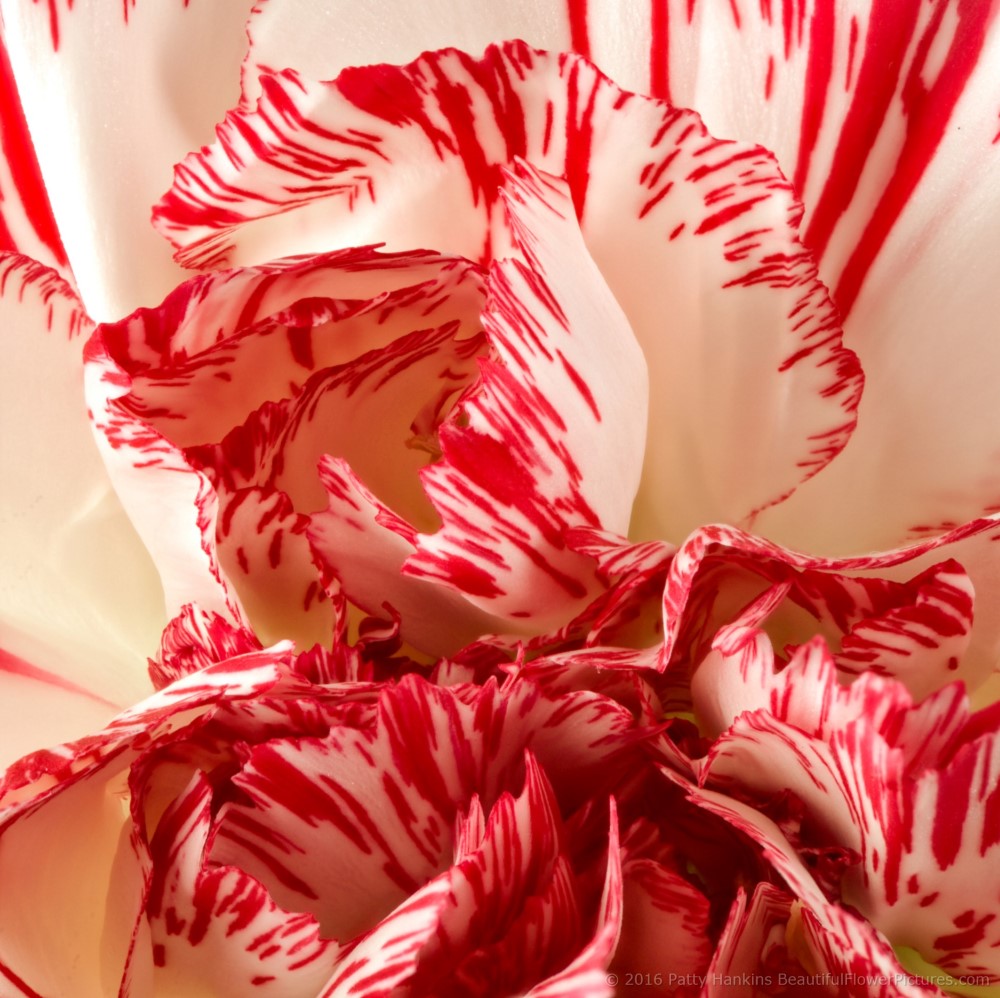 Peppermint Carnations © 2016 Patty Hankins