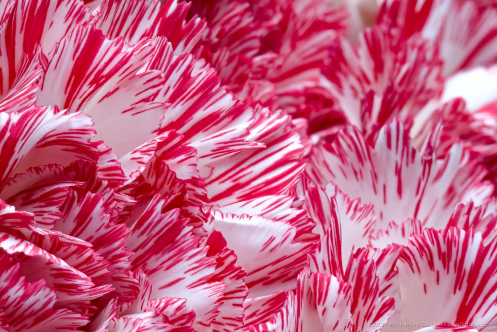 Peppermint Carnations © 2016 Patty Hankins