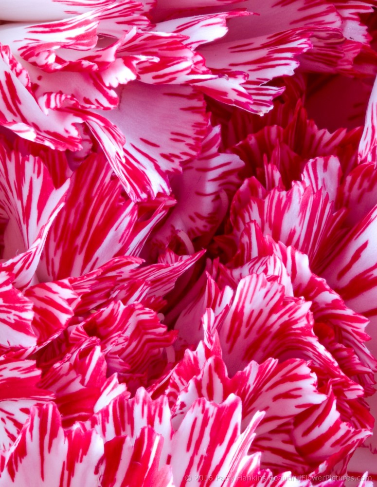 Peppermint Carnations © 2016 Patty Hankins