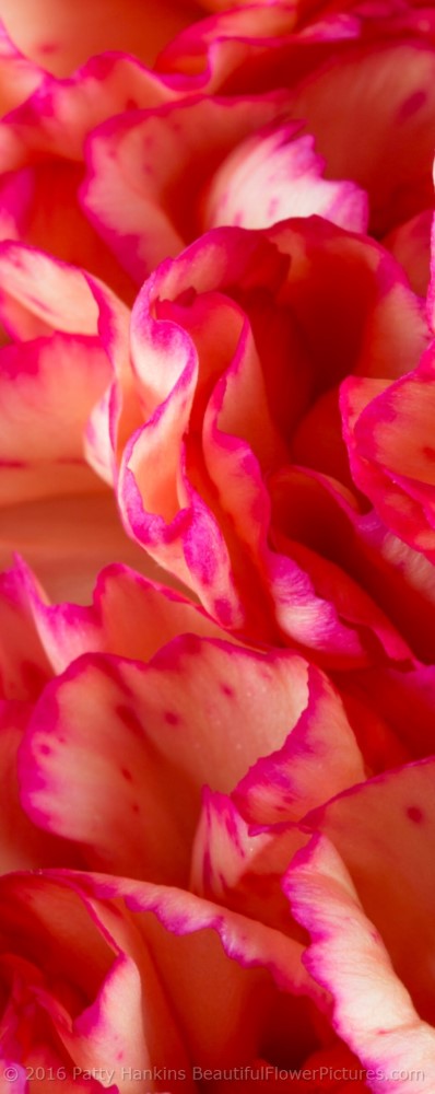 Spray Carnations © 2016 Patty Hankins