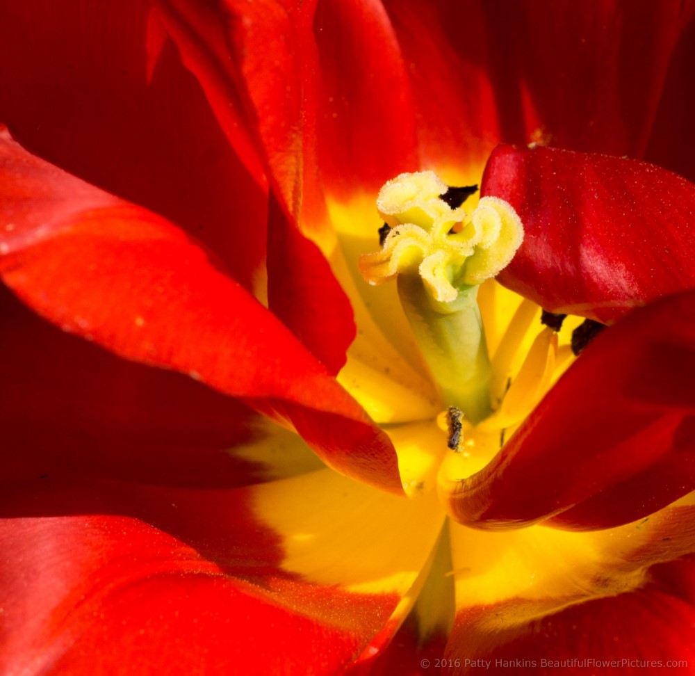 Abba Tulip © 2016 Patty Hankins