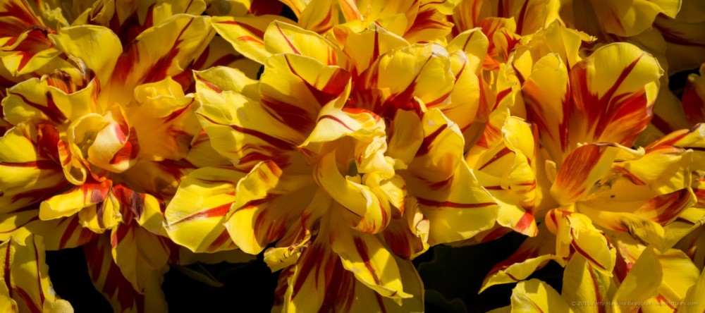 Akebono Tulips © 2016 Patty Hankins