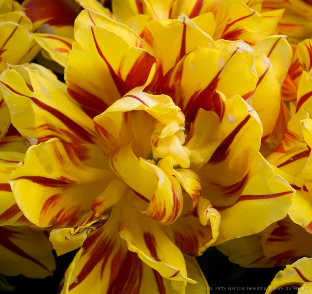 Akebono Tulips © 2016 Patty Hankins