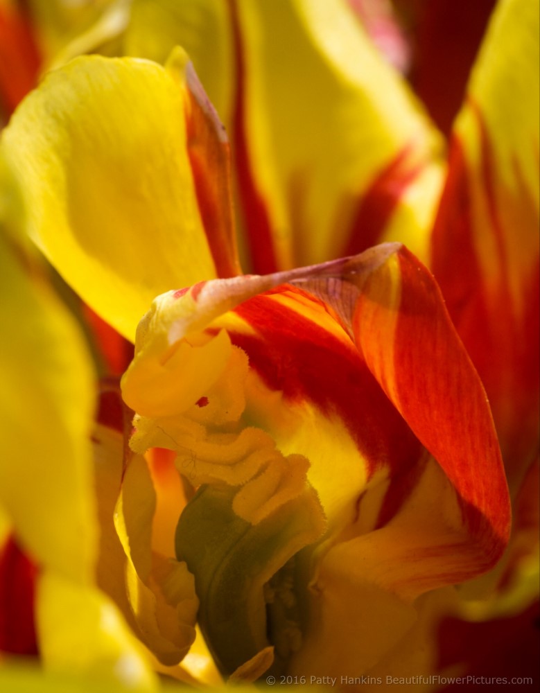 Akebono Tulips © 2016 Patty Hankins