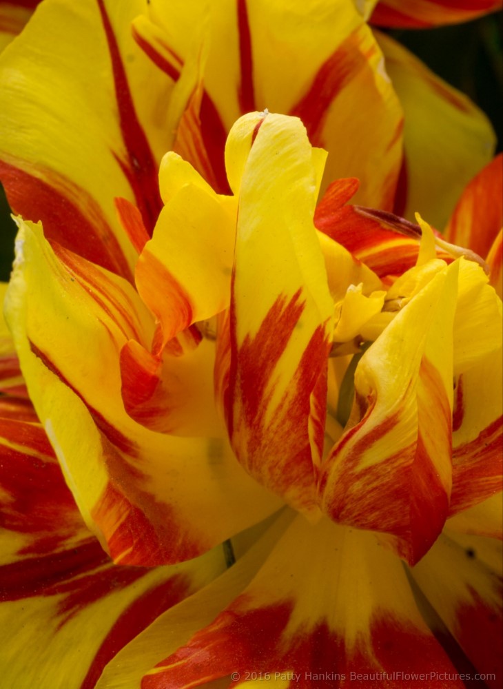 Akebono Tulips © 2016 Patty Hankins