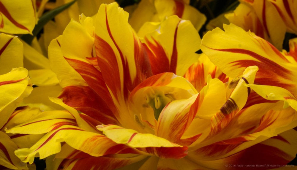 Akebono Tulips © 2016 Patty Hankins