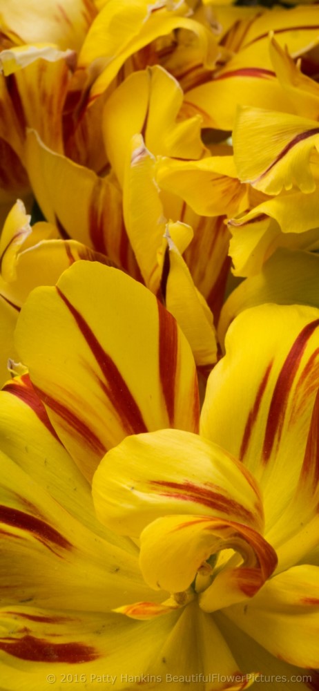 Akebono Tulips © 2016 Patty Hankins