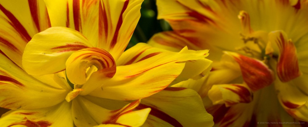 Akebono Tulips © 2016 Patty Hankins