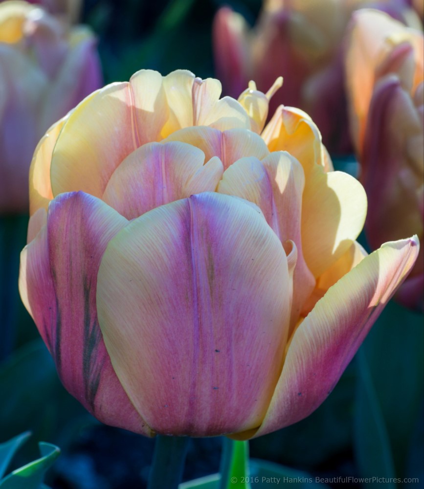 Cretaceous Tulips © 2016 Patty Hankins