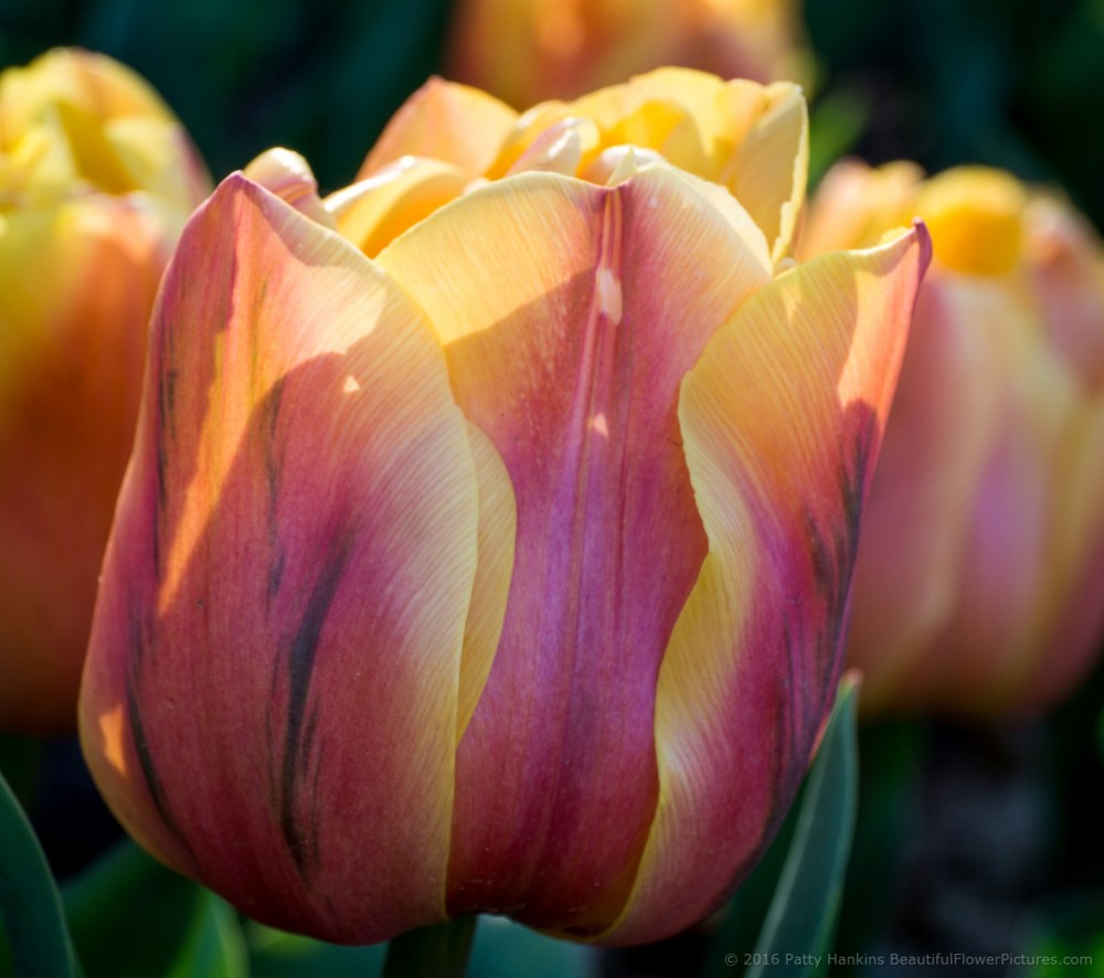 Cretaceous Tulips © 2016 Patty Hankins