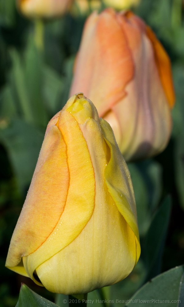 Daydream Tulips © 2016 Patty Hankins