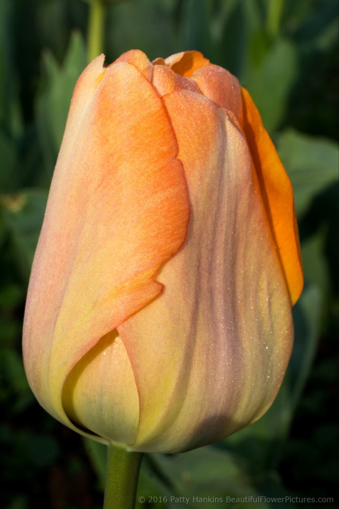 Daydream Tulip © 2016 Patty Hankins