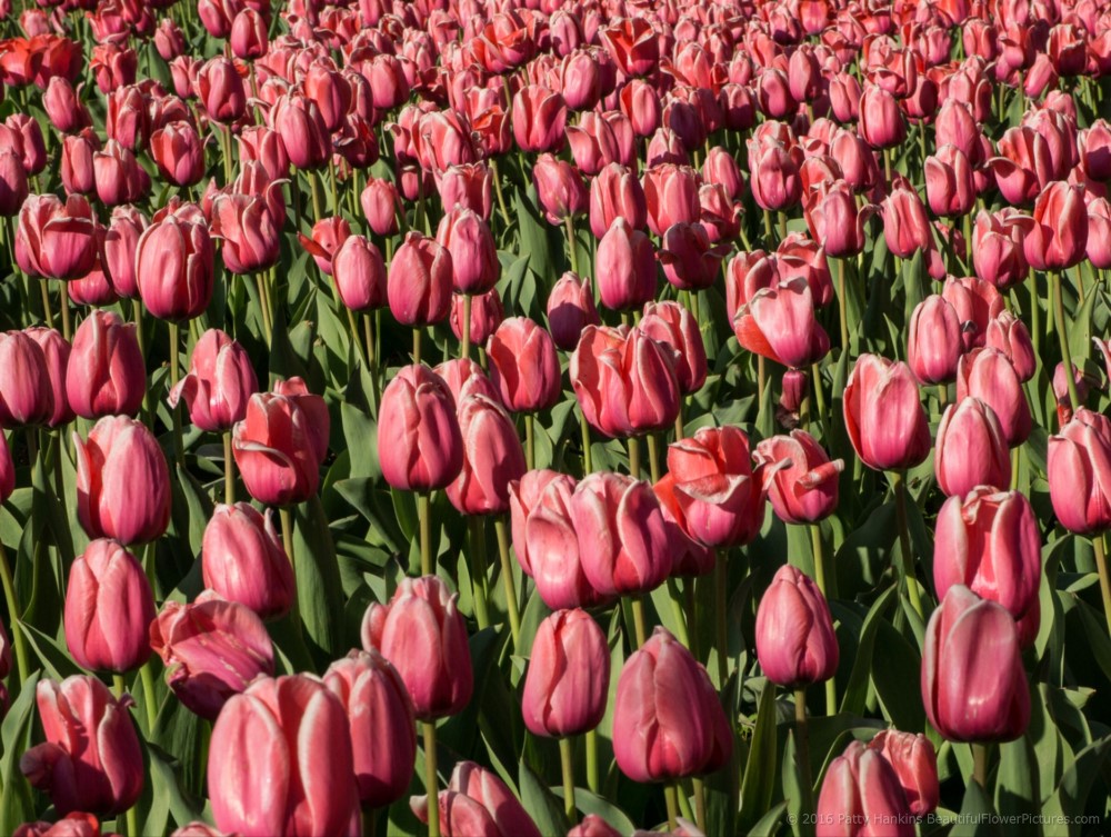 Pink Impression Tulips © 2016 Patty Hankins