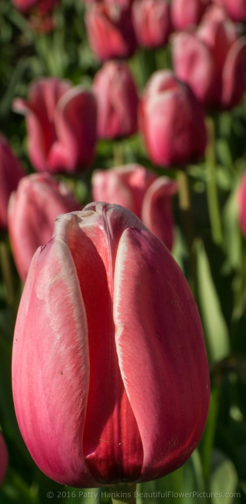 Pink Impression Tulips © 2016 Patty Hankins