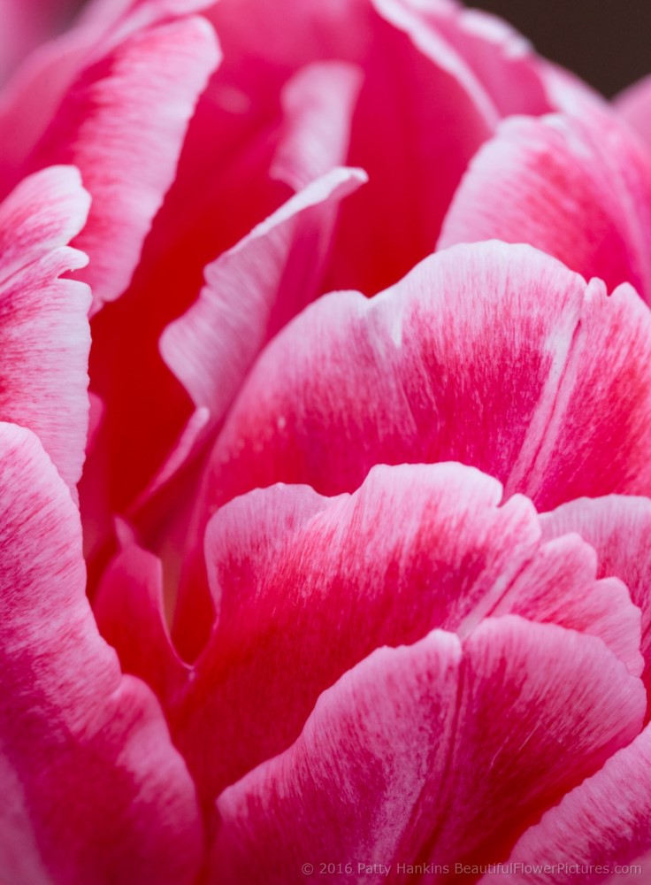 Pink & White Tulip © 2016 Patty Hankins