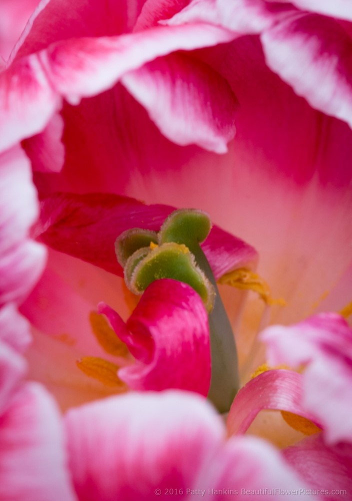 Pink & White Tulip © 2016 Patty Hankins