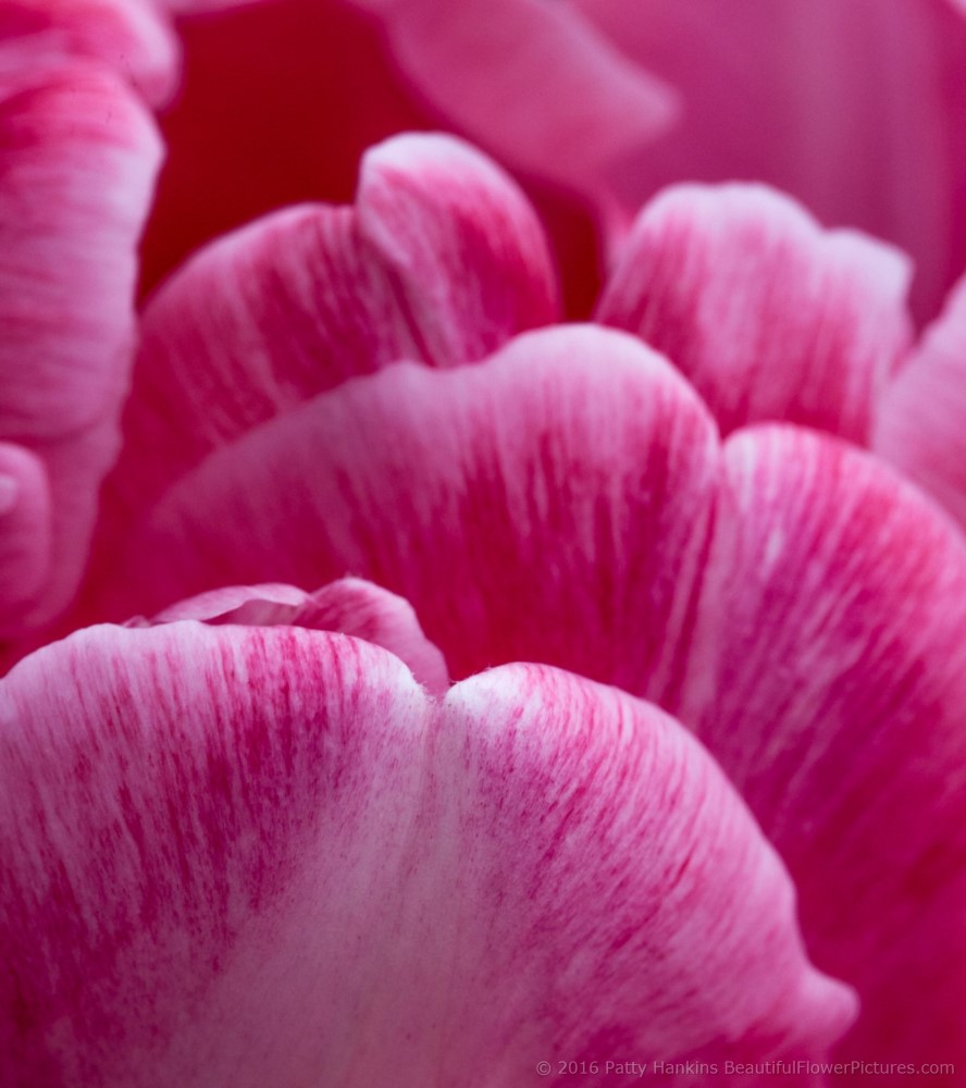 Pink & White Tulip © 2016 Patty Hankins