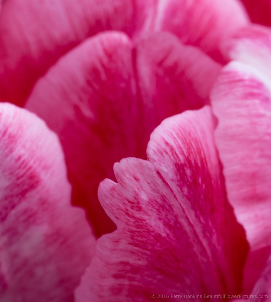 Pink & White Tulip © 2016 Patty Hankins