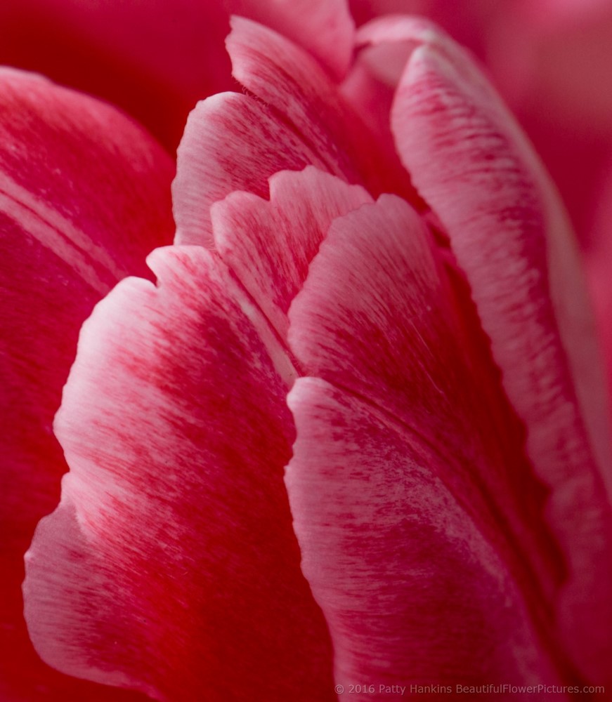 Pink & White Tulip © 2016 Patty Hankins