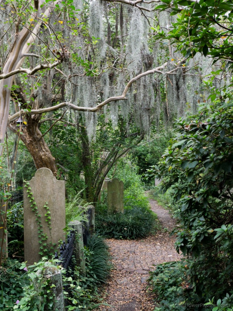 Cemetery of the Unitarian Church, Charleston, SC © 2016 Patty Hankins