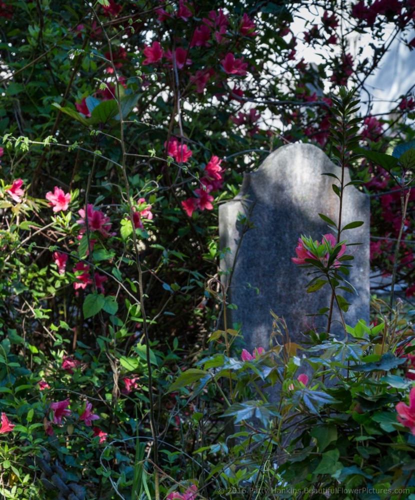 Cemetery of the Unitarian Church, Charleston, SC © 2016 Patty Hankins