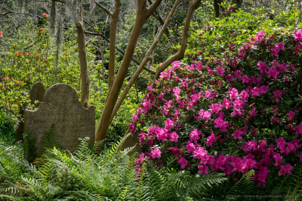 Cemetery of the Unitarian Church, Charleston, SC © 2016 Patty Hankins