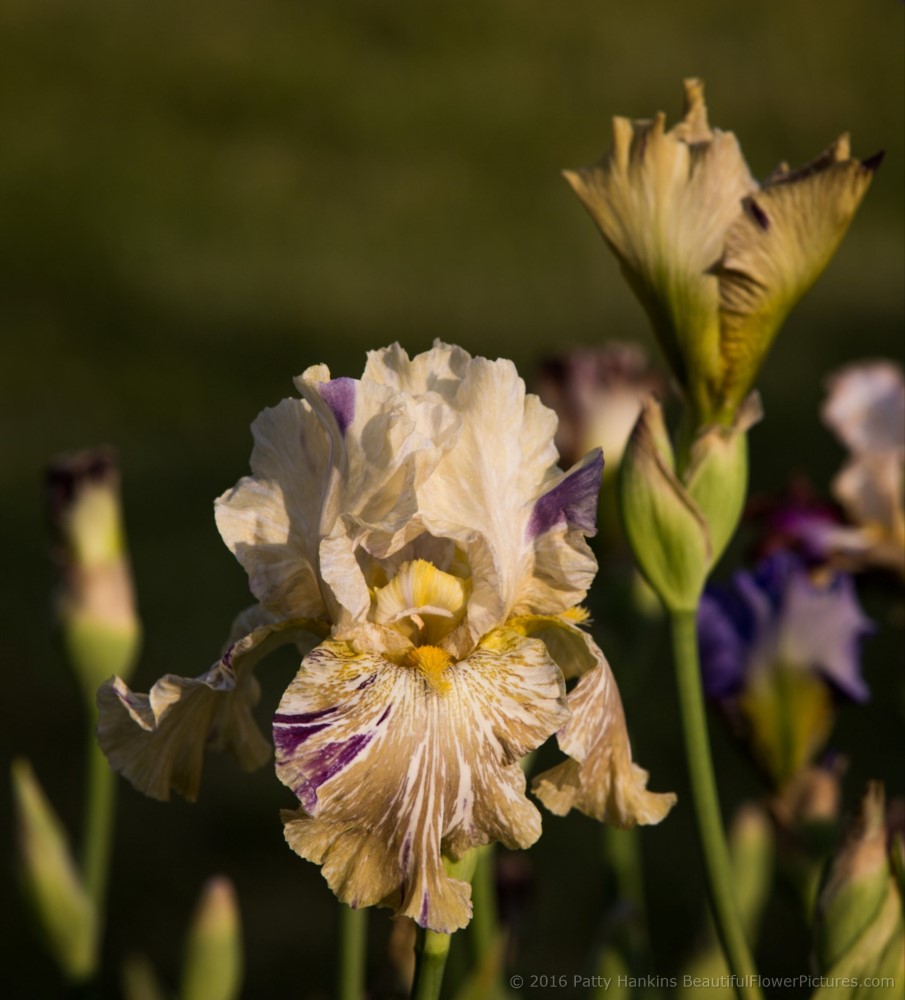 Alessandra's Gift Iris © 2016 Patty Hankins