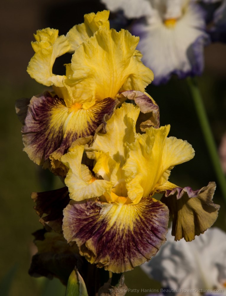 Cappachino Lace Iris © 2016 Patty Hankins