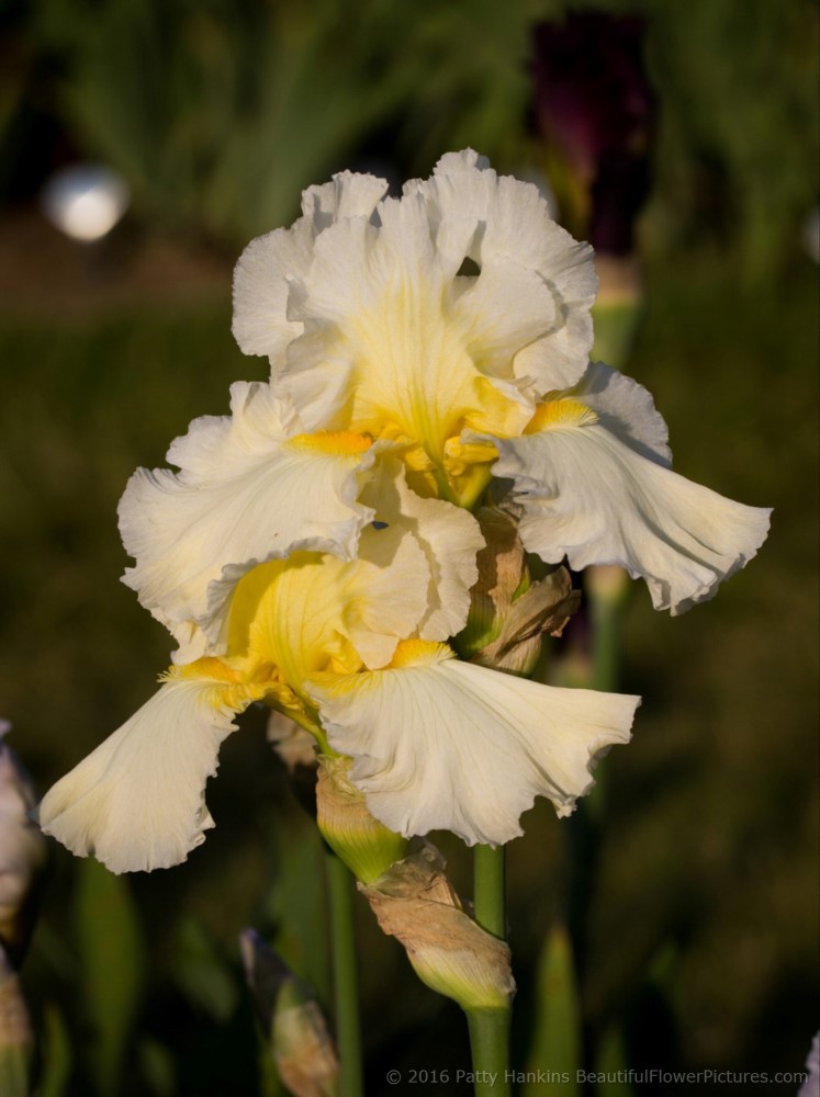 Going Dutch Iris © 2016 Patty Hankins