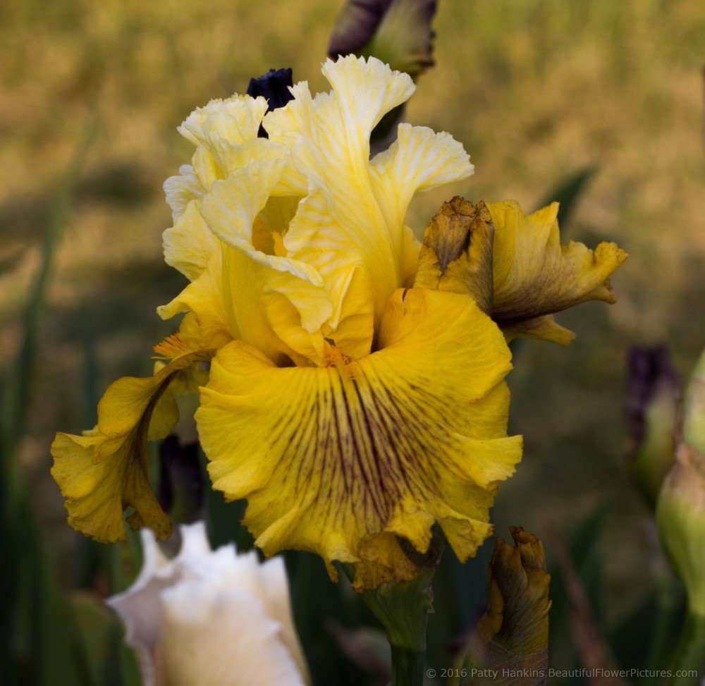 Spiral Galaxy Iris © 2016 Patty Hankins