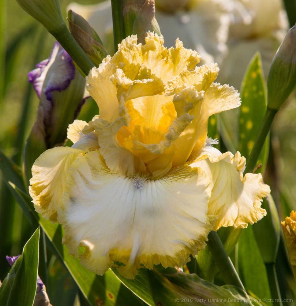 Sunny Slope Iris © 2016 Patty Hankins