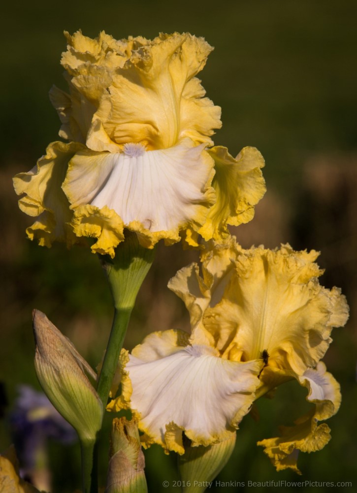 Tomorrow's Vision Iris © 2016 Patty Hankins