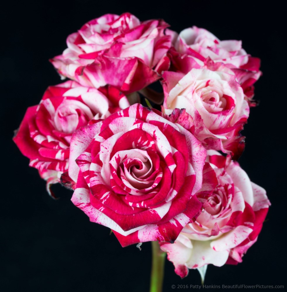 Red & White Spray Roses © 2016 Patty Hankins