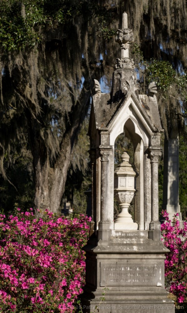 Bonaventure Cemetery, Savannah, Georgia © 2016 Patty Hankins