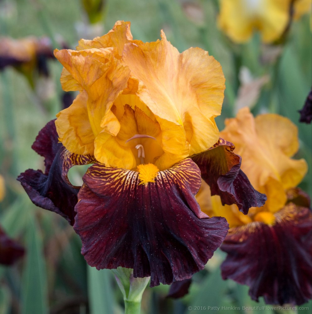 American Sweetheart Iris © 2016 Patty Hankins