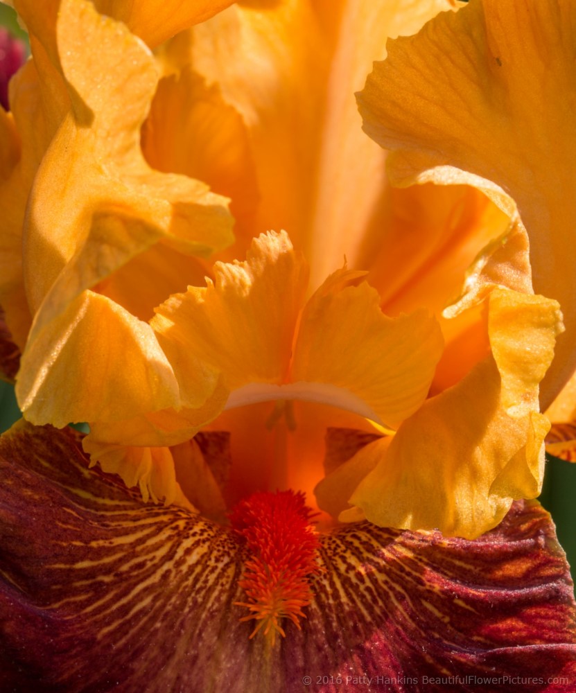 Border Skirmish Iris © 2016 Patty Hankins