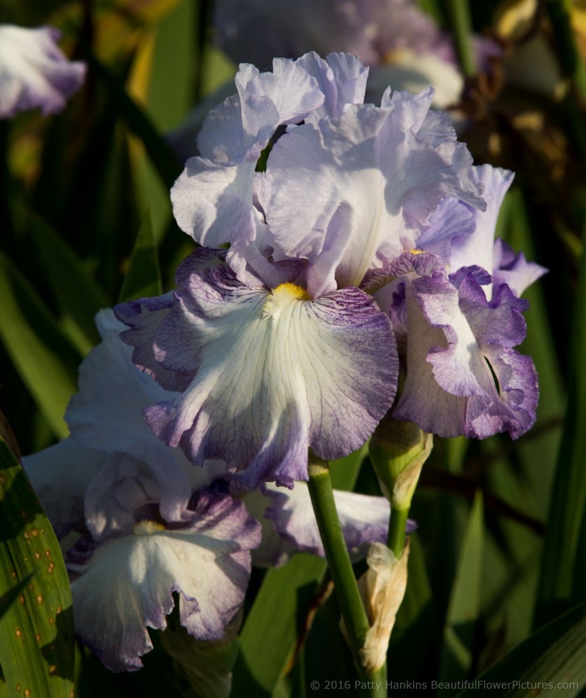 Carry On Iris © 2016 Patty Hankins